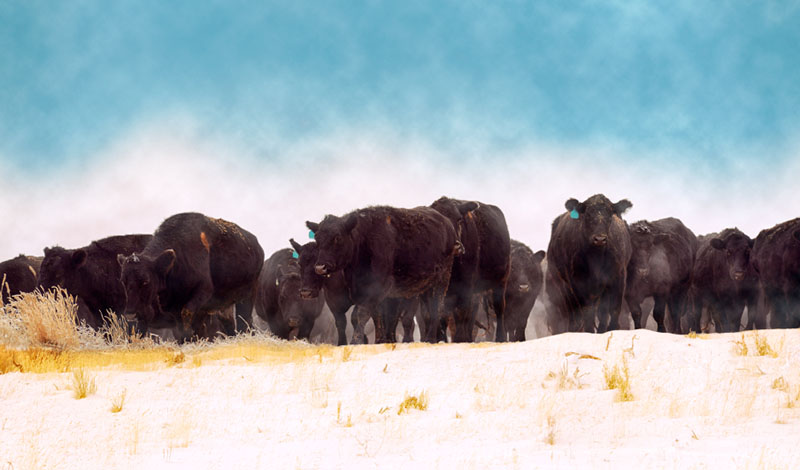 Black Angus Herd Moving Through A Snowy Field