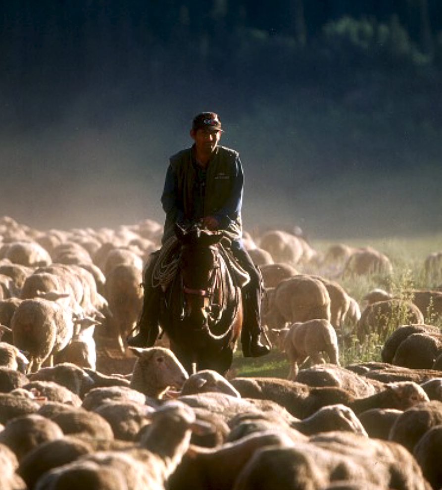 Peruvian sheepherder