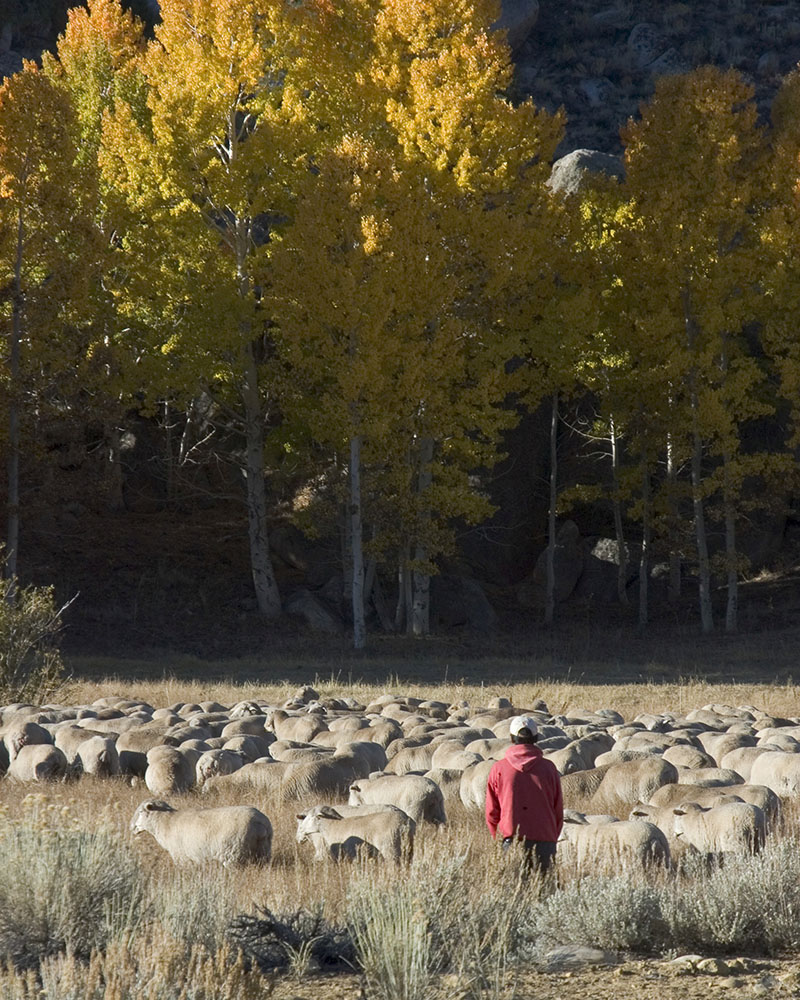 Sheepherder