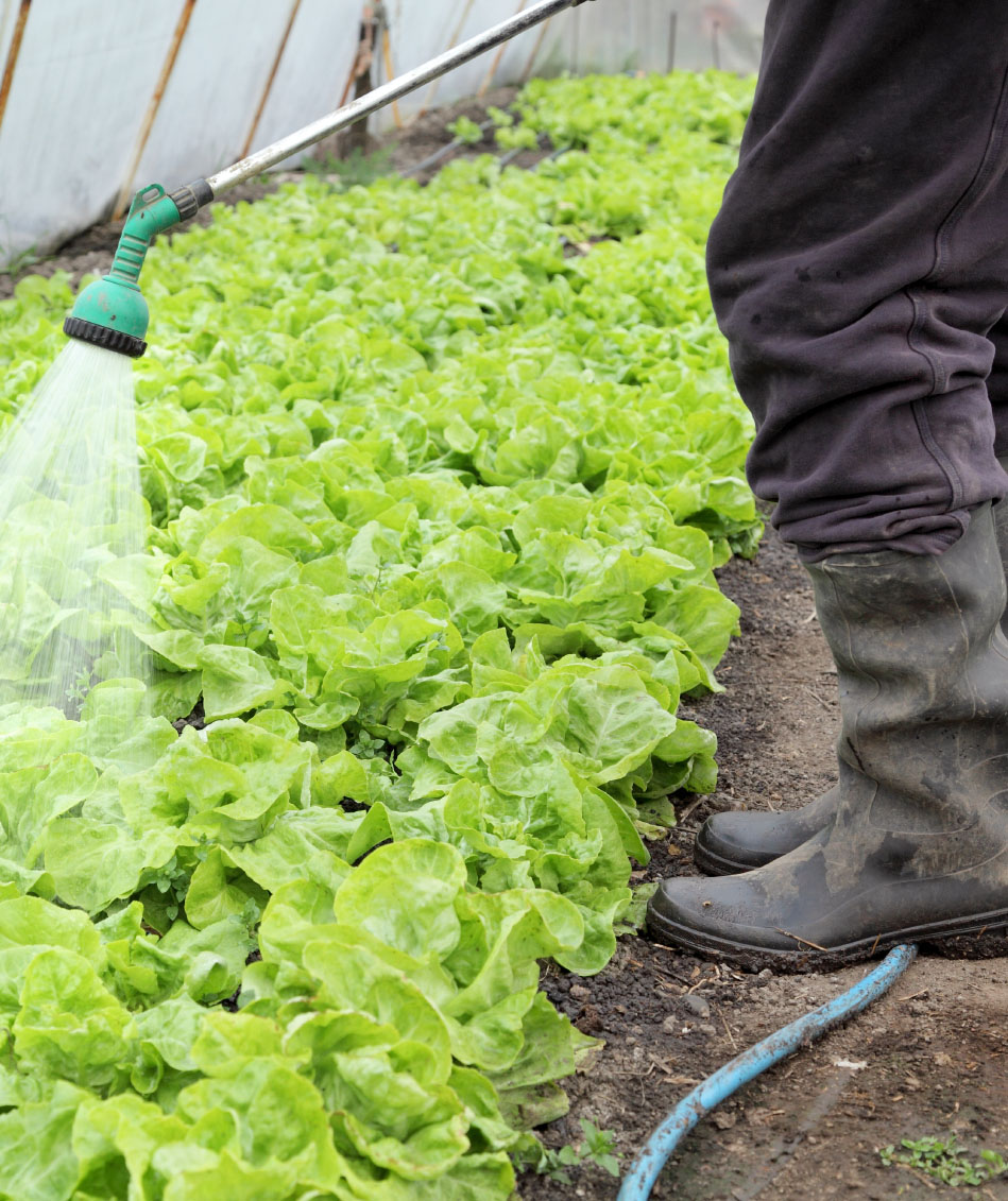 Watering of fresh lettuce in a greenhouse