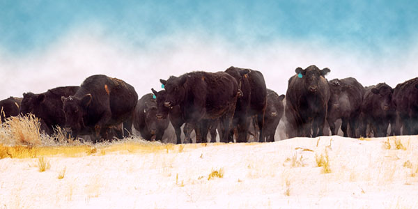 Black Angus Herd Moving Through A Snowy Field