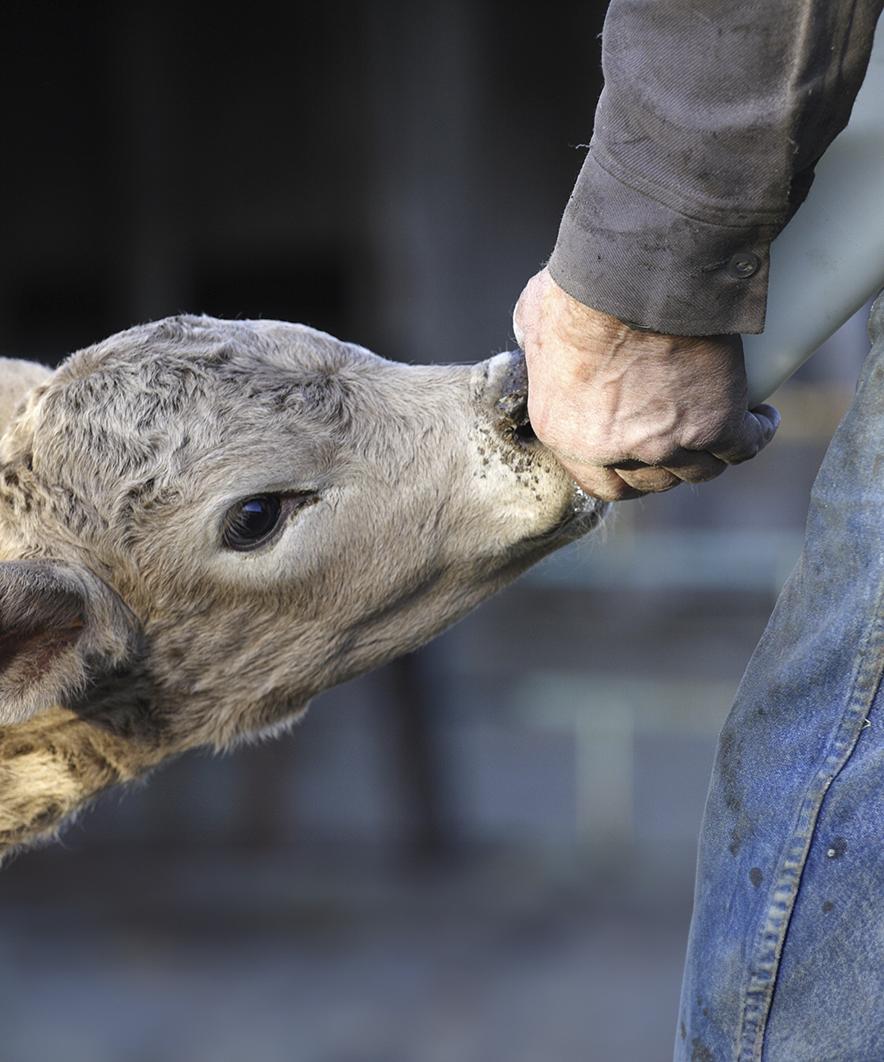 milking-calf